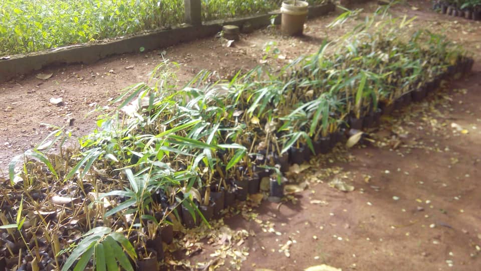 Bamboo seedlings