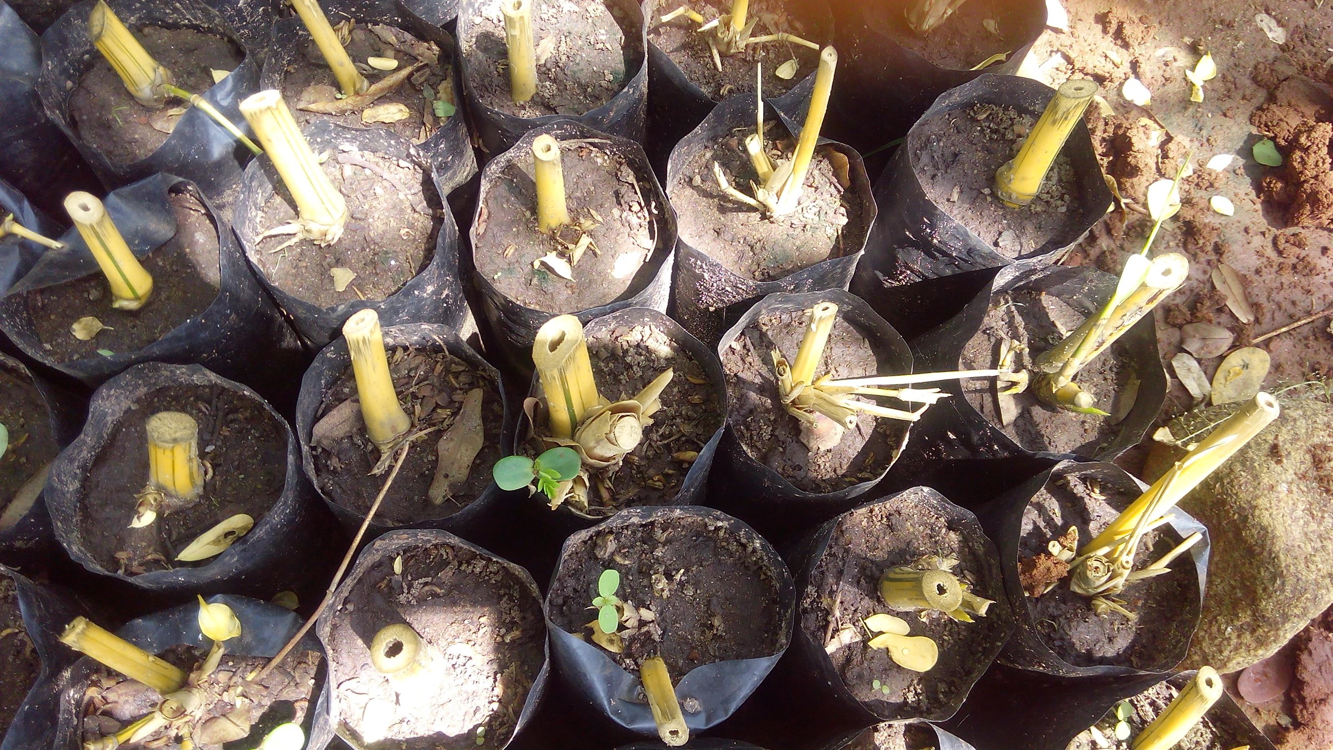 Bamboo ready for Planting