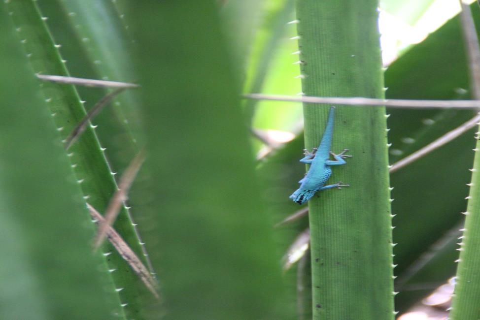 Male Lygodactylus williamsi