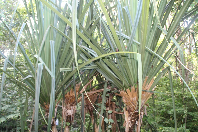Pandanus rabaiensis