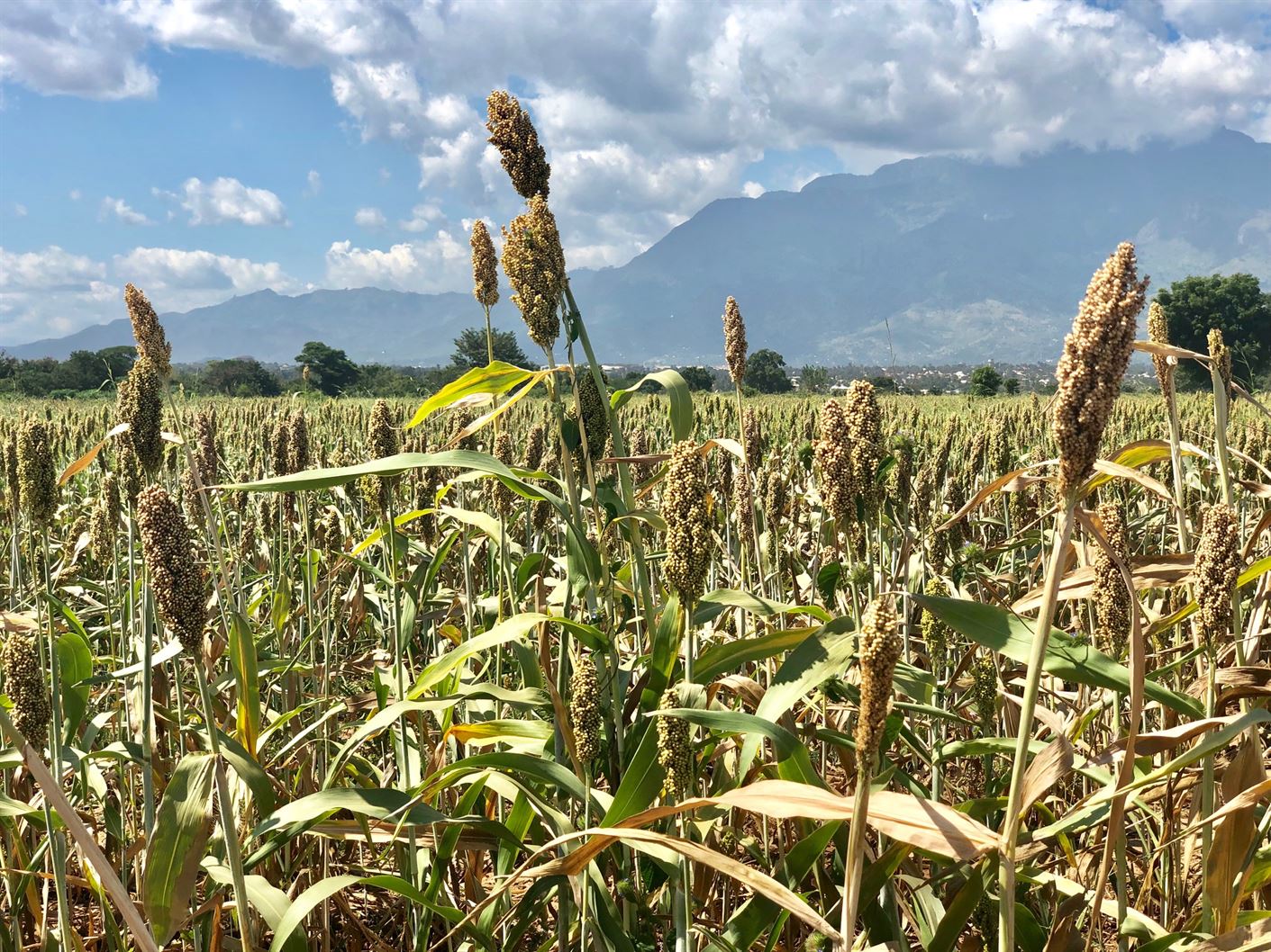 Farm before destruction