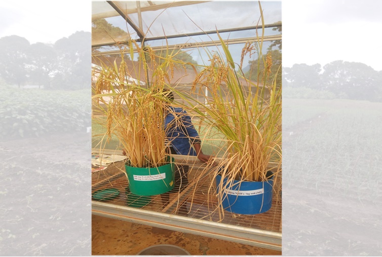 Rice at maturity in pot experiment on the left applied biowaste & urea and on the right is urea alone&nbsp;&nbsp; 