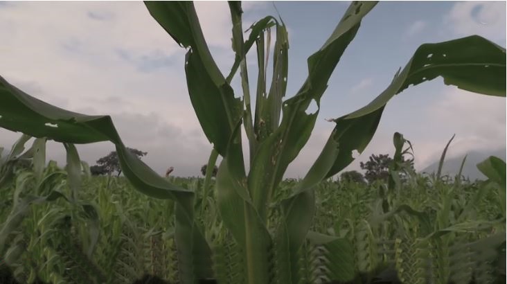 Viwavijeshi kwenye Mahindi