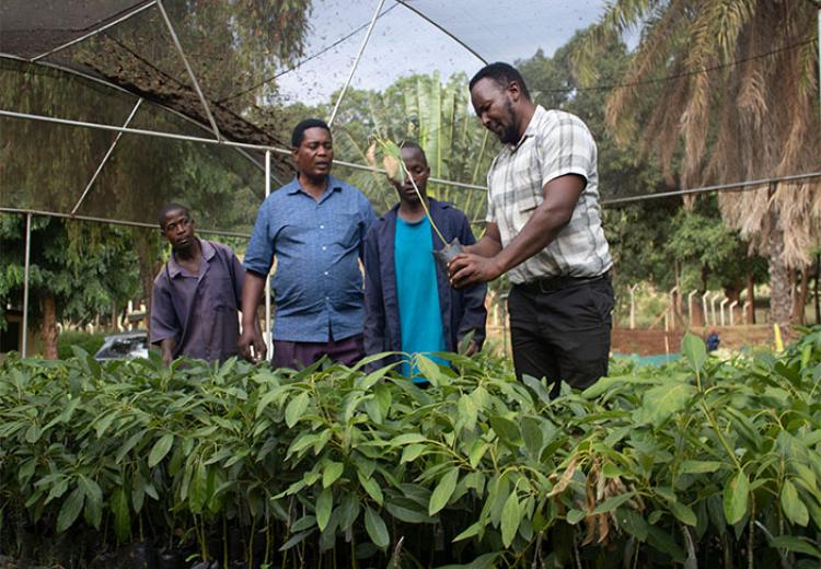  Ukerewe District Council in Mwanza Region to Benefit with SUA's Fruits Seedlings