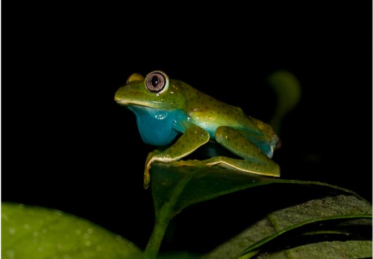 World owes it to Tanzania to keep Eastern Arc forests standing, study shows