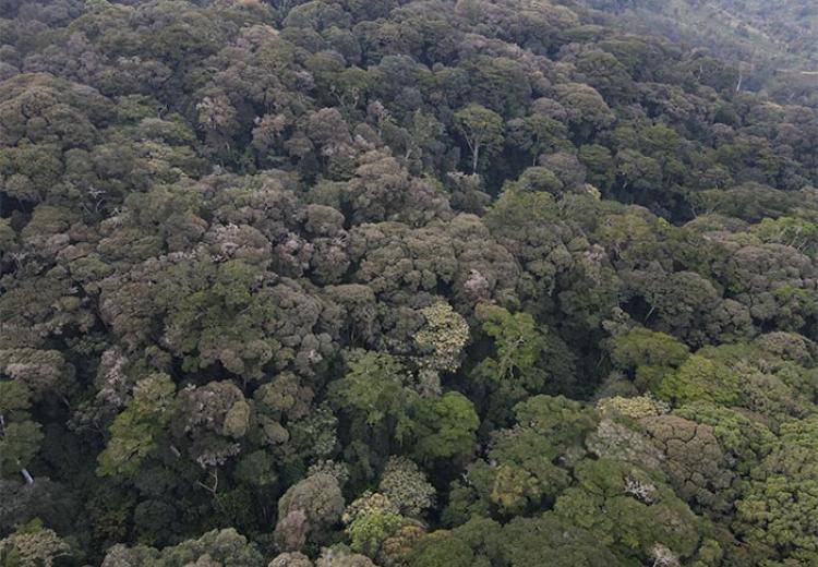 Msitu wa Hifadhi wa Mazumbai Wawezesha Watafiti na Watalii Duniani