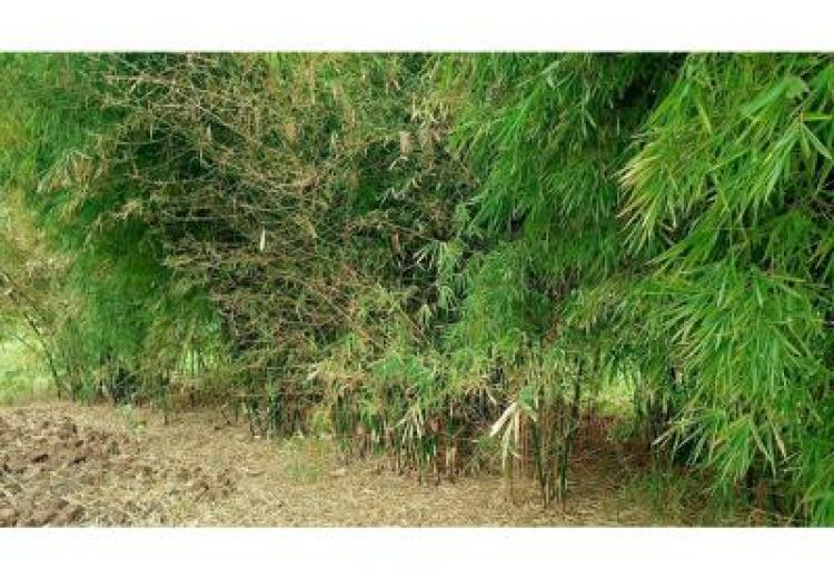 Launching of the National Bamboo Strategy and Action Plan