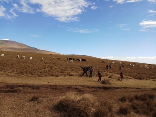 A photo showing maasai children near grazing livestock around 17.00 EAT, Sept. 2018 in Ngorongoro Conservation Area, Tanzania (Consent sought)