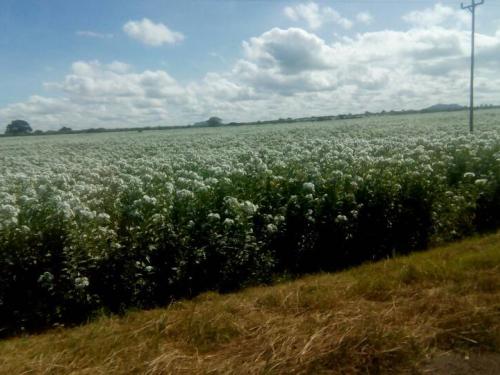 Invasion of Kongwa weed in Kongwa Ranch in 2018