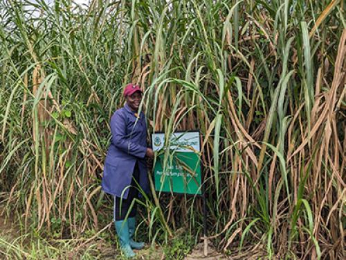 The Impact of Established Pastures at the Model Training Farm