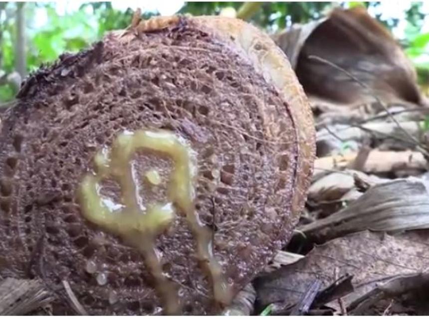 Tissue Culture Technology: New hope for Banana farmers in Kagera Region