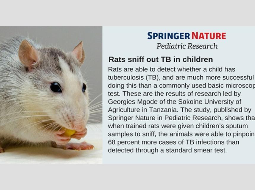 Research from SUA shows that rats can detect tuberculosis in children with higher accuracy than standard microscopy tests