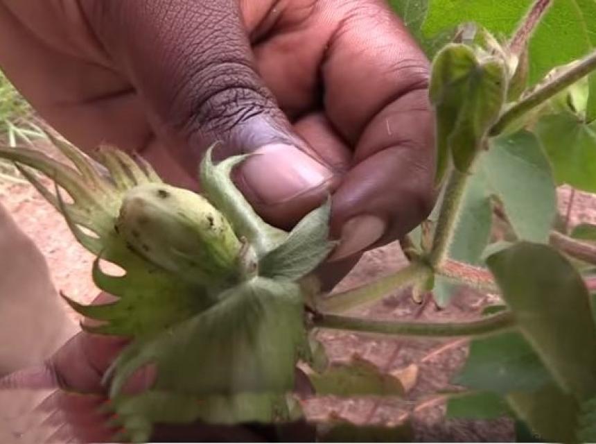Fear of Unknown: Tanzania Cotton Farmers Paying a Price