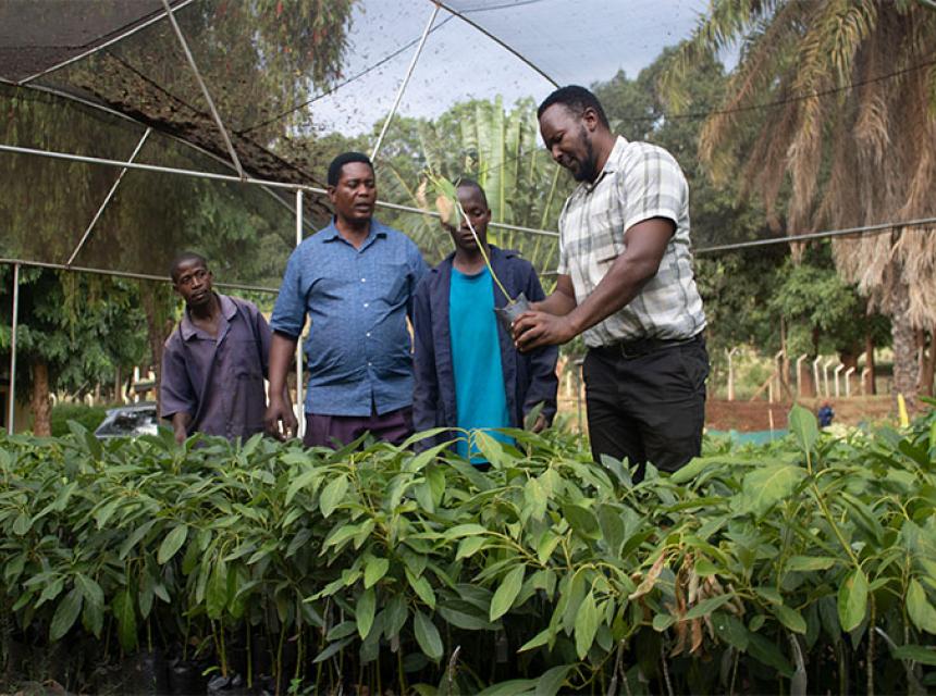  Ukerewe District Council in Mwanza Region to Benefit with SUA's Fruits Seedlings