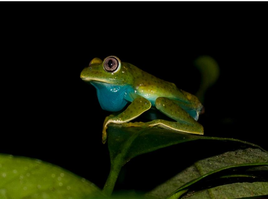 World owes it to Tanzania to keep Eastern Arc forests standing, study shows