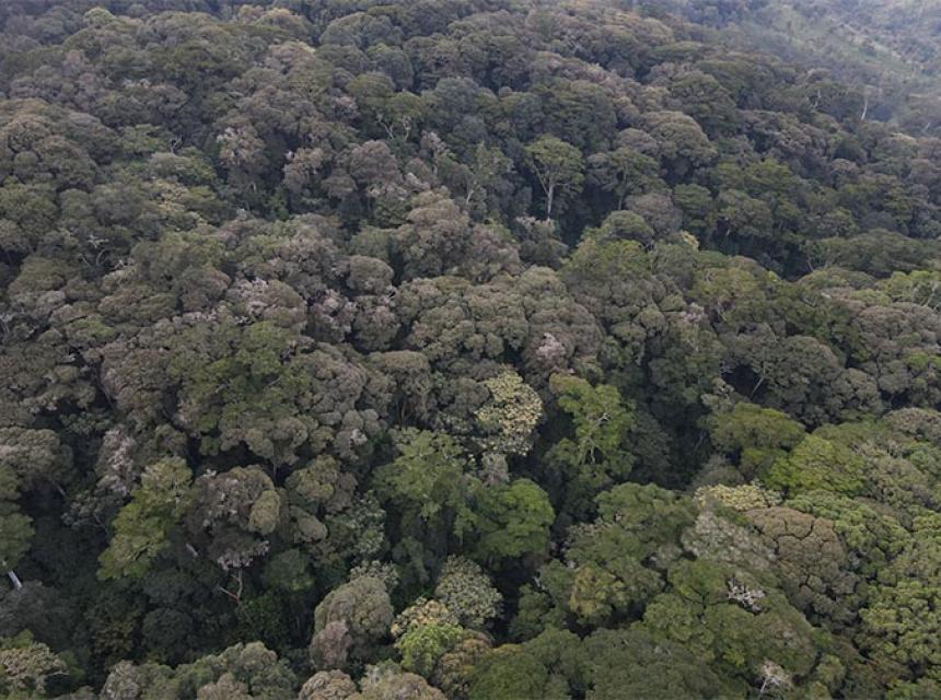 Msitu wa Hifadhi wa Mazumbai Wawezesha Watafiti na Watalii Duniani